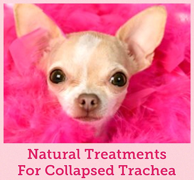 anaspiringvet-trachea-tracheal-collapse-yorkie